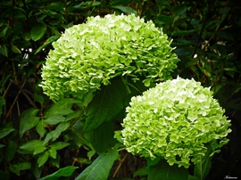 Hortenzia