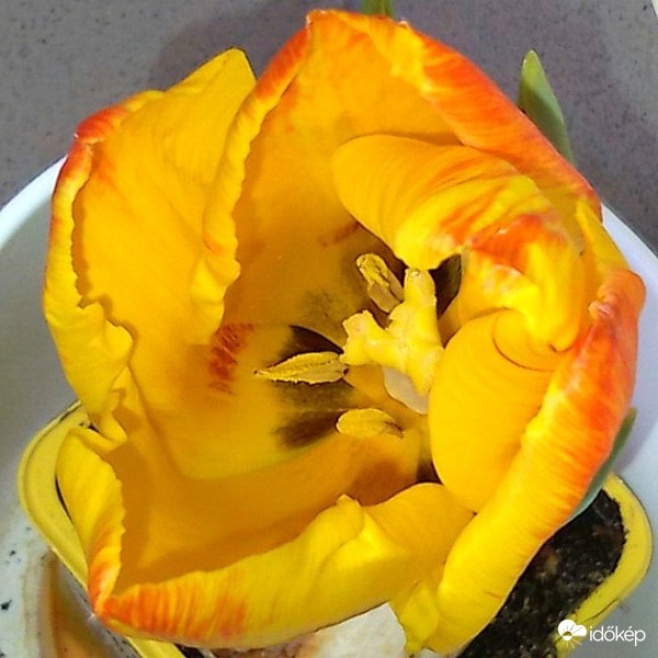 Tulipán