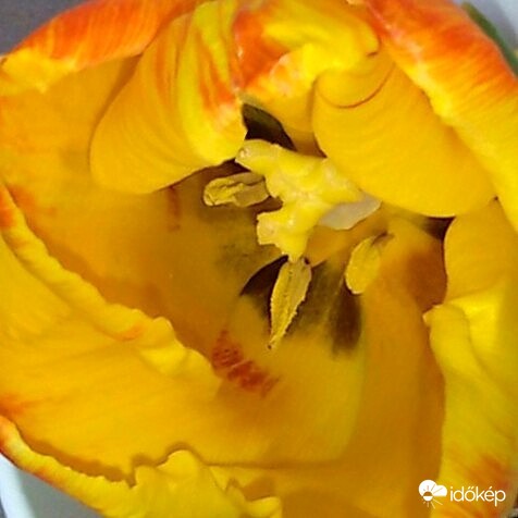 Tulipán