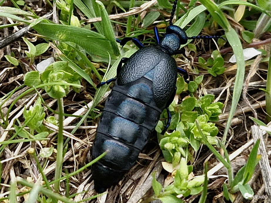 Nünüke