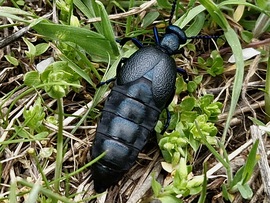 Nünüke