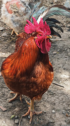 A főnök