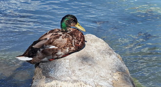 Pihenés a melegben
