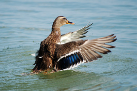 Szárnyak