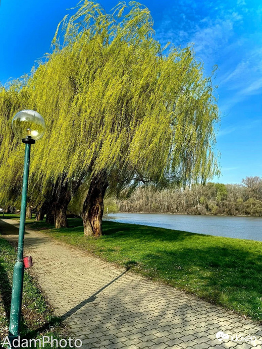 Tisza