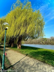 Tisza