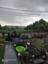 Tamási