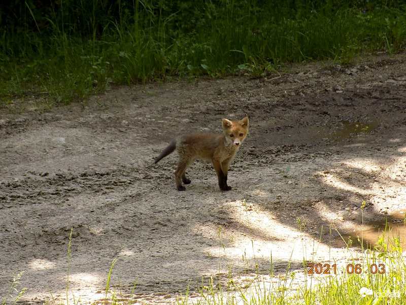 A kiskoma gyanút fogott.