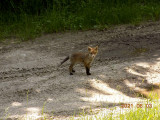 A kiskoma gyanút fogott.