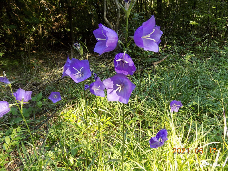 Harangvirág a Bakonyban.