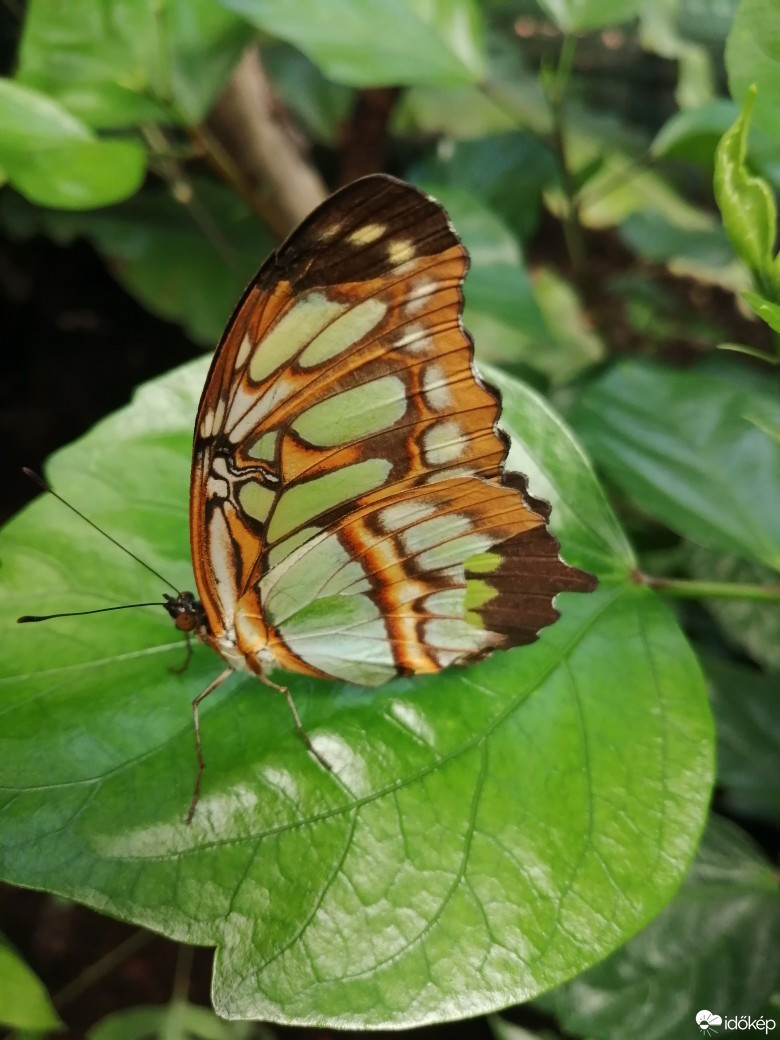 Kerepes
