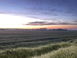 Napfelkelte