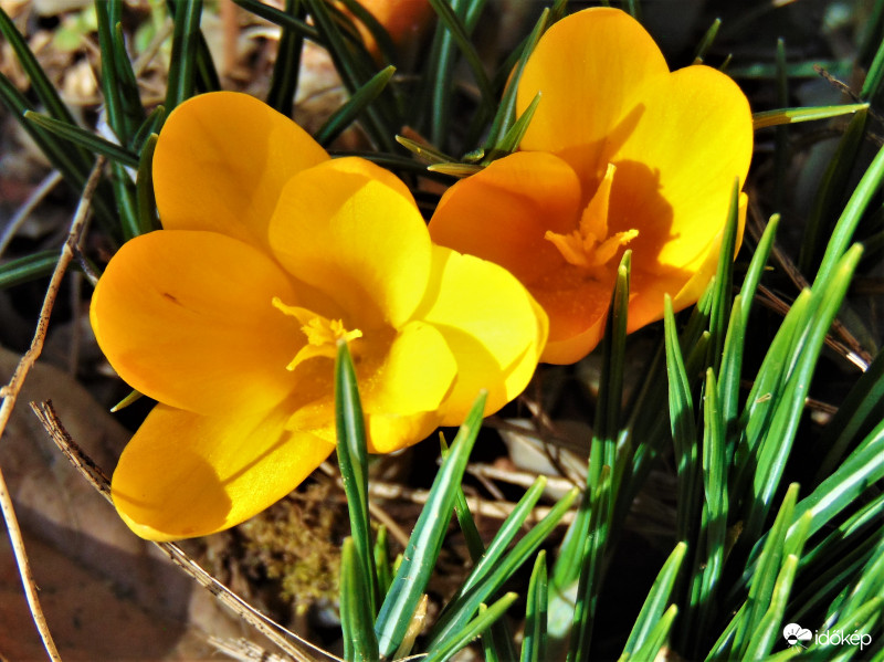 Az első krókuszok egyike