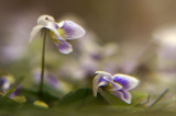 Ibolya