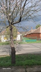 Nagykökényes
