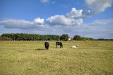 Csengerújfalu