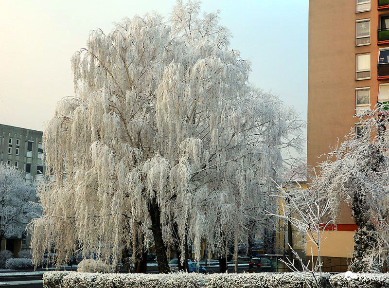 Hókirálynő 