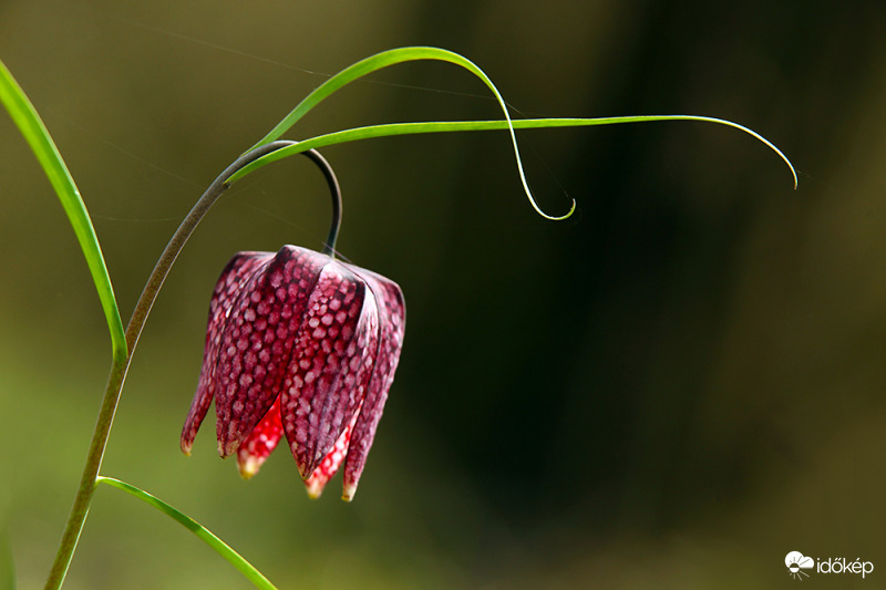 Liliomfi
