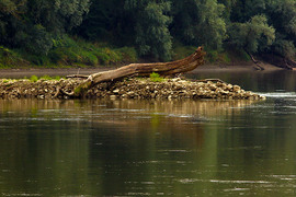 Dráva