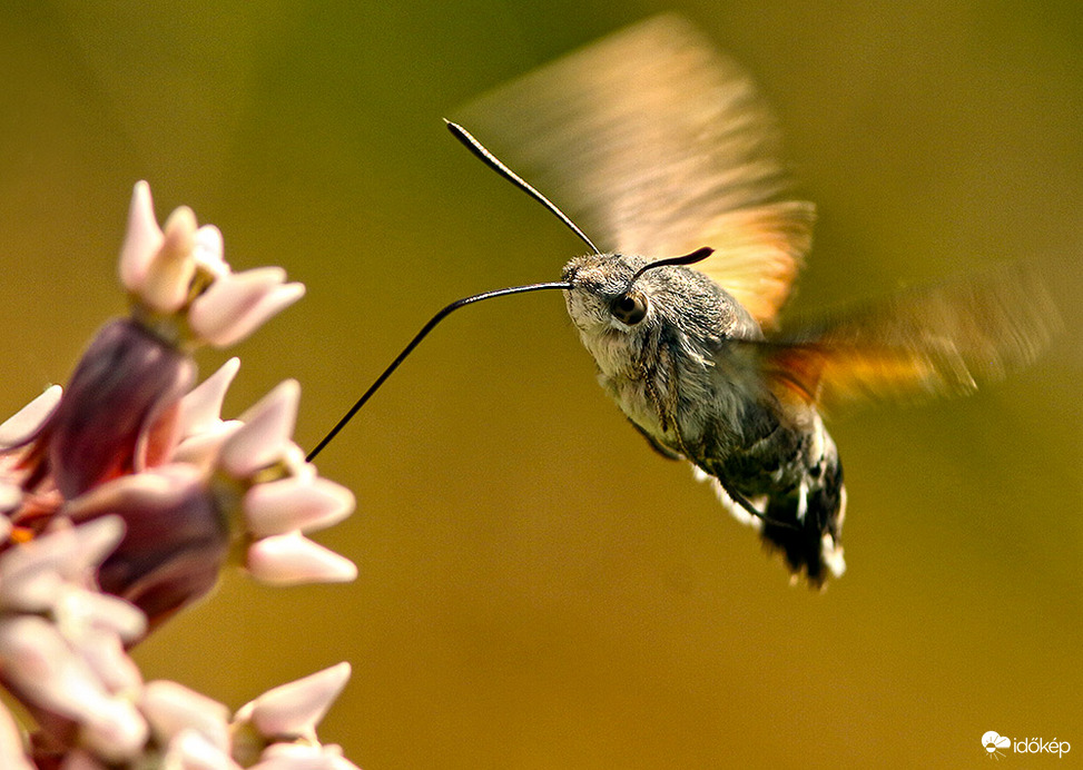 Szender