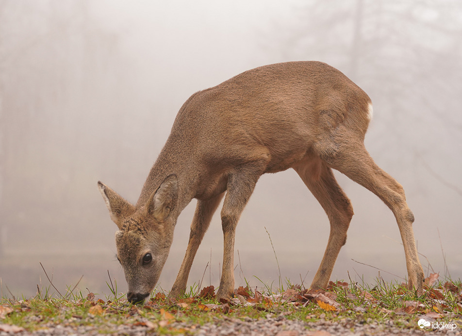  Nagy feneköd van, nekem :)