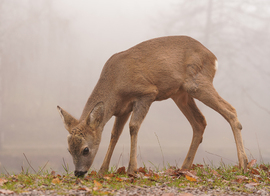  Nagy feneköd van, nekem :)
