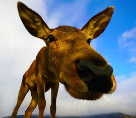 Na mutasd, mi a karácsonyi meglepetés ?