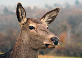 Puska dörrent, remélem a királyfim még él.