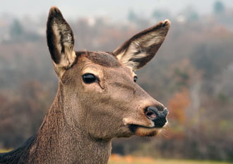 Puska dörrent, remélem a királyfim még él.