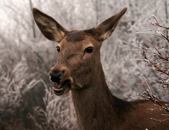 Ha Én Egyszer Kinyitom a Számat.