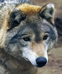 Már megint összekevertem a télapót Piroskával.