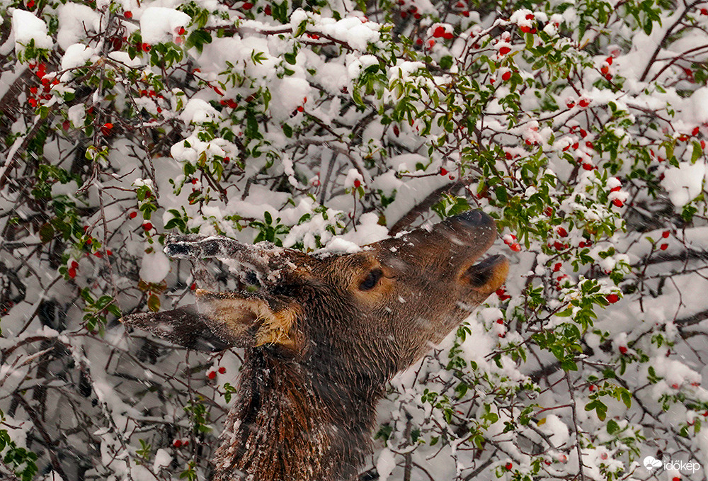 Azt üzeni a csipkebogyó nagyon egészséges!