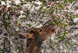 Azt üzeni a csipkebogyó nagyon egészséges!