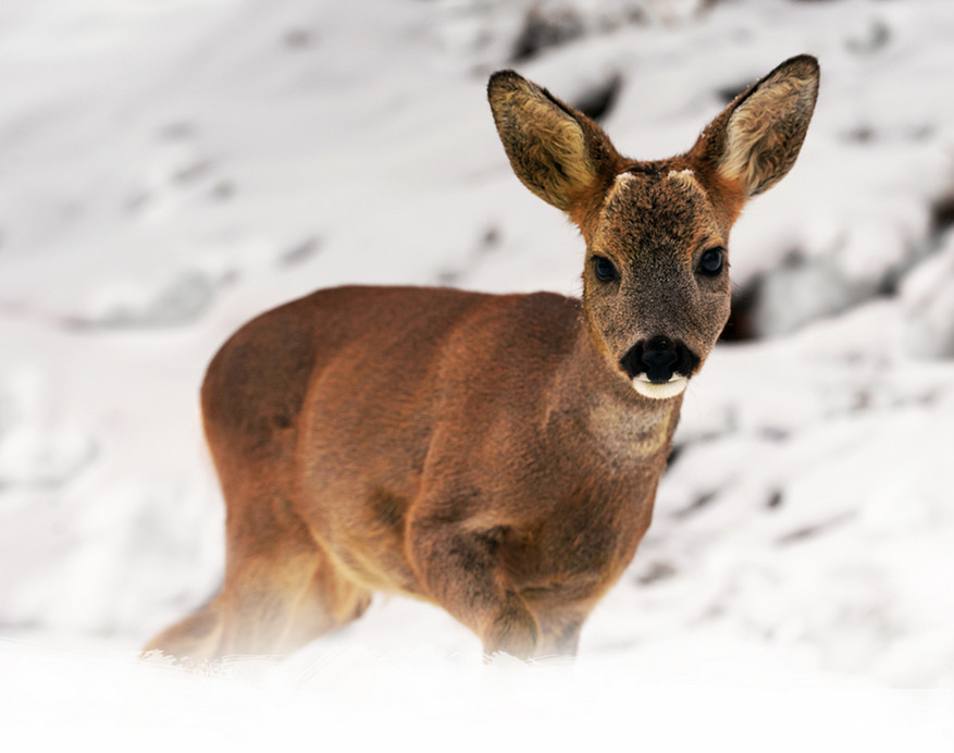 Nem láttátok a hóembert, nekem ígérte a répát.