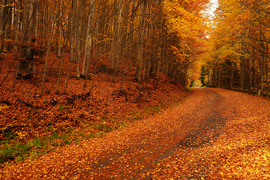 " Hull az elsárgult levél. "