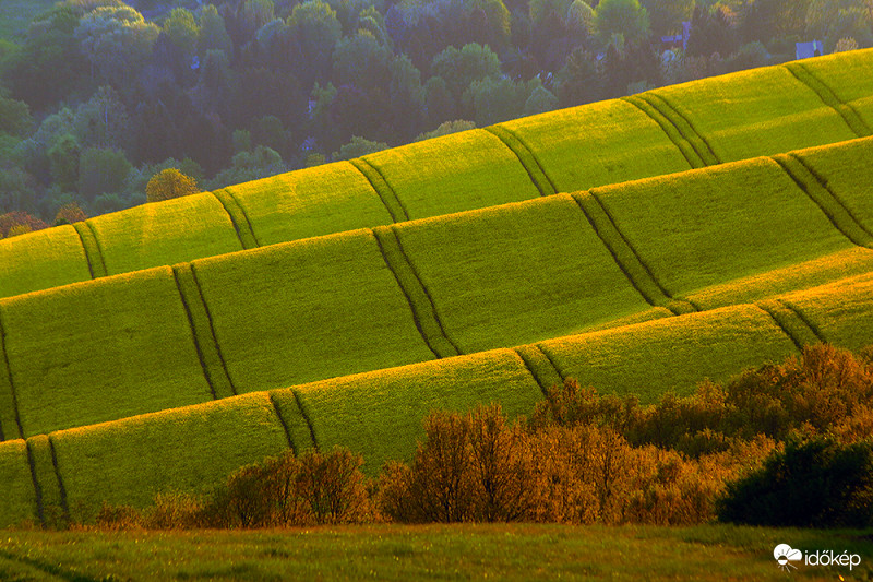 Szőnyeg