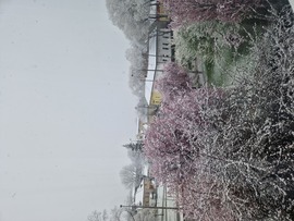 tavasz egy kis hóval
