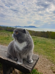 Nekem a Balaton...