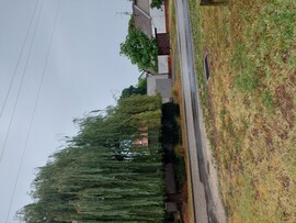 Kiskunhalas