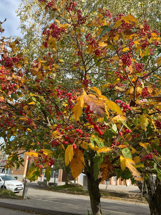 Budapest XII.ker - Krisztinaváros