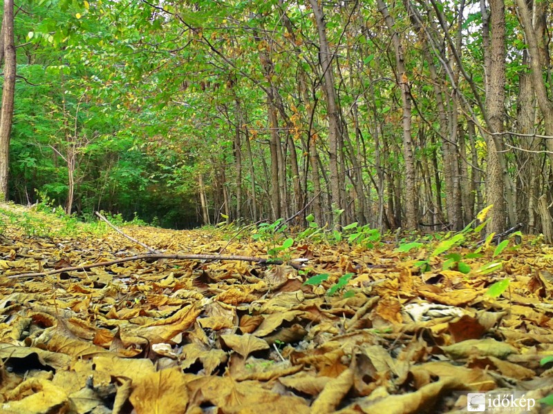 kengyeli erdő ősszel !