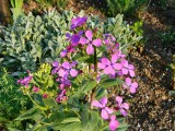 Holdviola