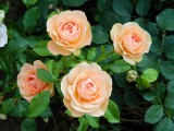 Sangerhauser Jubileumsrose