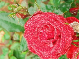 Őszi rózsa