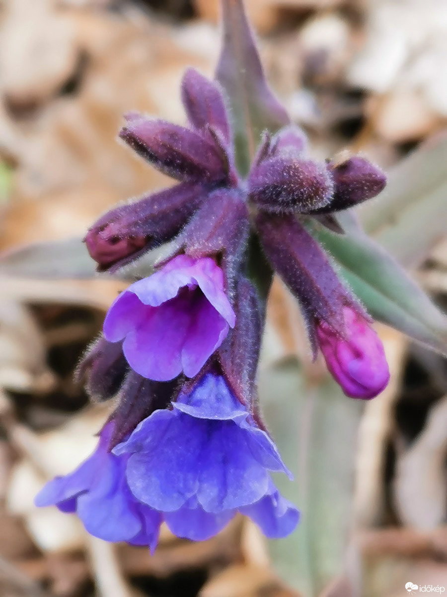 Budapest XII.ker - Zugliget