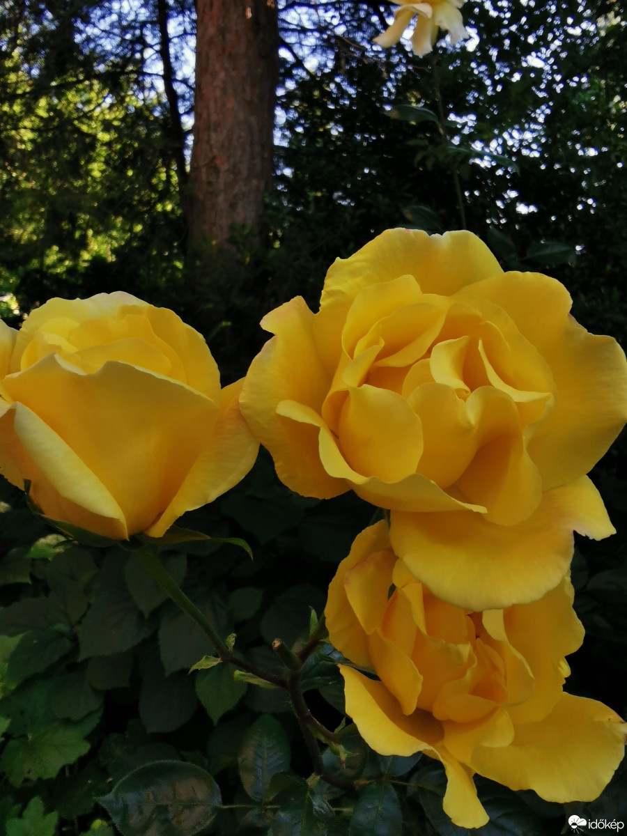 Budapest XII.ker - Zugliget