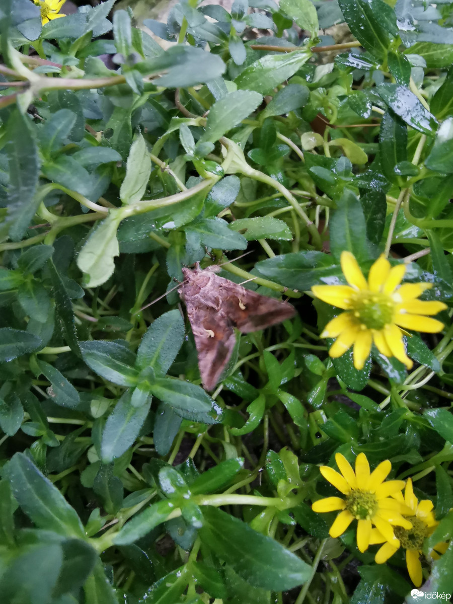 Budapest XII.ker - Zugliget