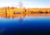 Balaton