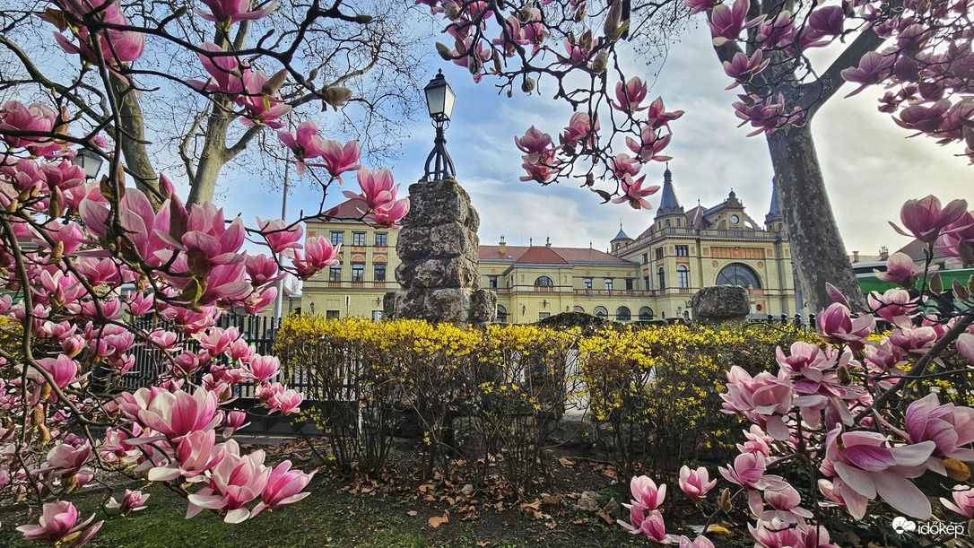 Pécs - magnóliák