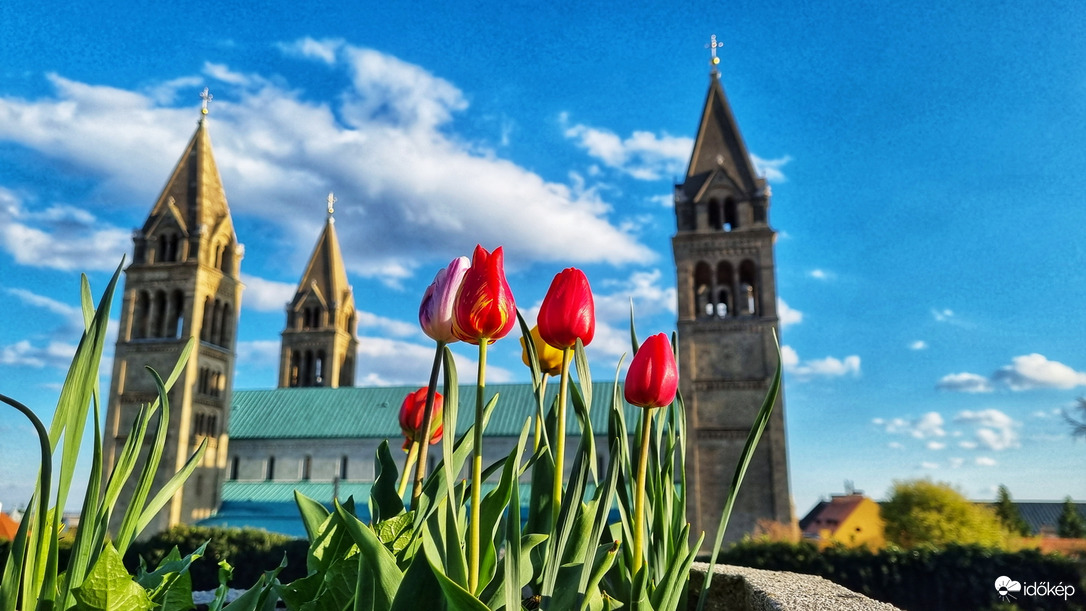 Tulipános Székesegyház